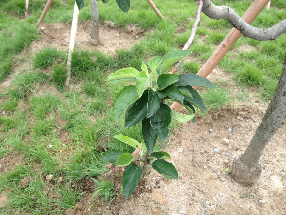 충주탄금호국제조정경기장 | 충청북도 충주시 가금면 중앙탑길, 124 | +82 43-850-2991