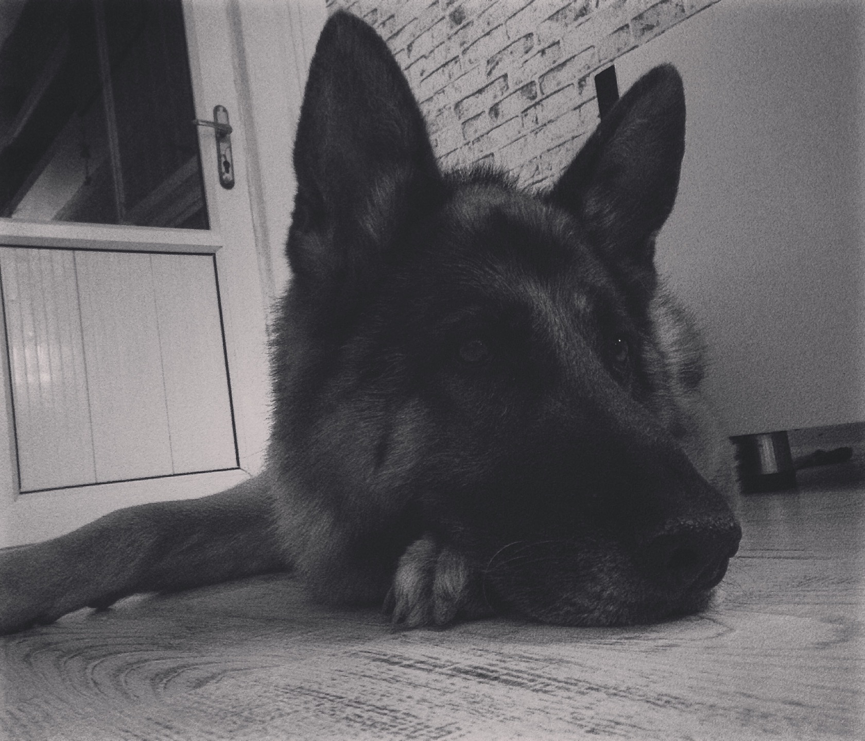 Köpek Davranış Okulu | Dog Training Nihat Türker | Çağlayan Mahallesi 2055 Sokak 40/A Villa Koşan, 07600 Antalya/Lara | +90 507 010 16 09