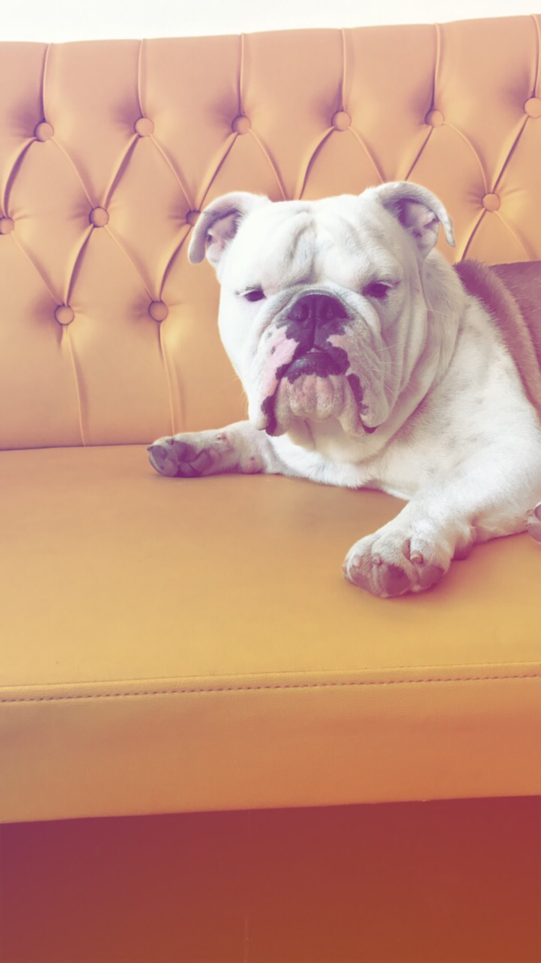 BAD CAR DETAiLiNG CENTER | Bağdat Caddesi Altayçeşme Mahallesi No:339/1, Maltepe/İstanbul | +90 532 214 80 80