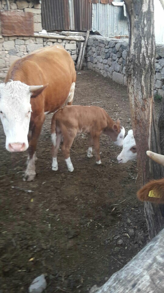 Adakli Elit Cafe | Adaklı Yaşaması Karşısı, 12600 Bingöl/Adaklı | +90 545 852 30 85