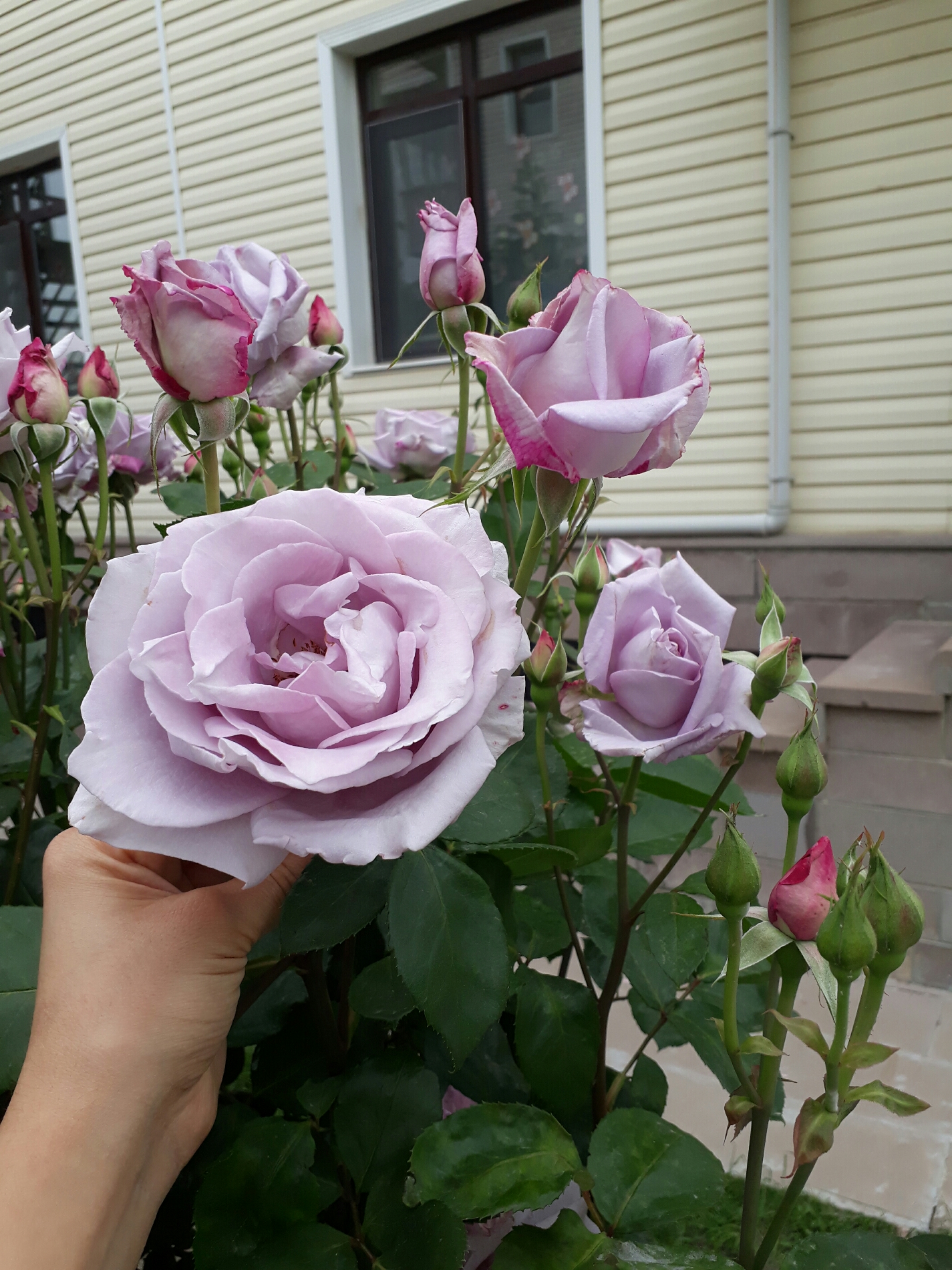 Birleblebişekeri Kreş ve Oyun Evi | Eymir Mahallesi 904 Sokak No:6, 06830 Gölbasi/Ankara | +90 312 485 32 70