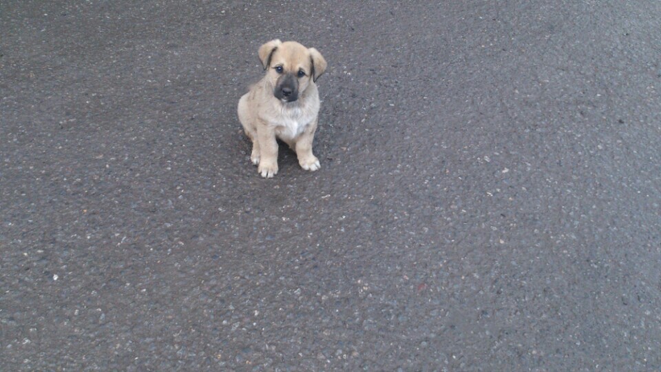 AFOS TIR KAMYON GARAJI VE YIKAMA YAĞLAMA | Ambar Mahallesi Altınoluk Caddesi Nakliyeciler Sıt., 38070 Melikgazi/Kayseri | +90 352 326 90 90