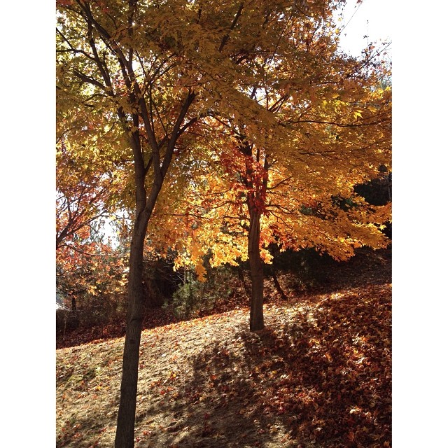 오크밸리 CC (Oak Valley CC) | 강원도/한국 원주 지정면 오크밸리1길 67 | +82 33-730-3500 오크밸리 CC (Oak Valley CC) | 강원도/한국 원주 지정면 오크밸리1길 67 | +82 33-730-3500