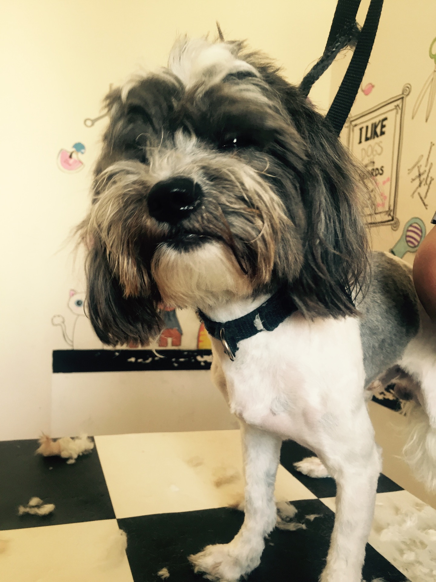 Patikür Pet Kuaförü & Cafe | Yalı Mahallesi 6523 Sokak No: 32/B Blok Kat:1 Daire:112, Karsiyaka/İzmir | +90 544 546 03 28