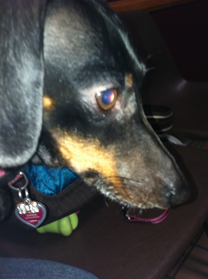 Canyon Crest Animal Hospital 5225 Canyon Crest Dr Ste 75 Riverside Ca 92507