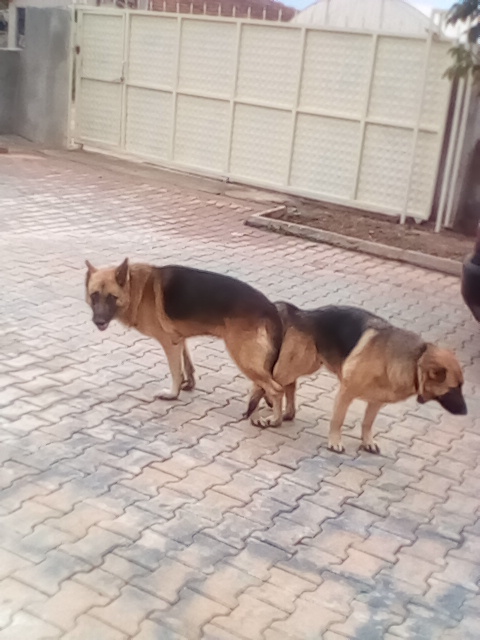 SESA TENTE ÇADIR SANAYİ | Zeytinlik Mah 2735 Sokak no 9 Kepez, Aksu/Antalya | +90 242 312 18 80