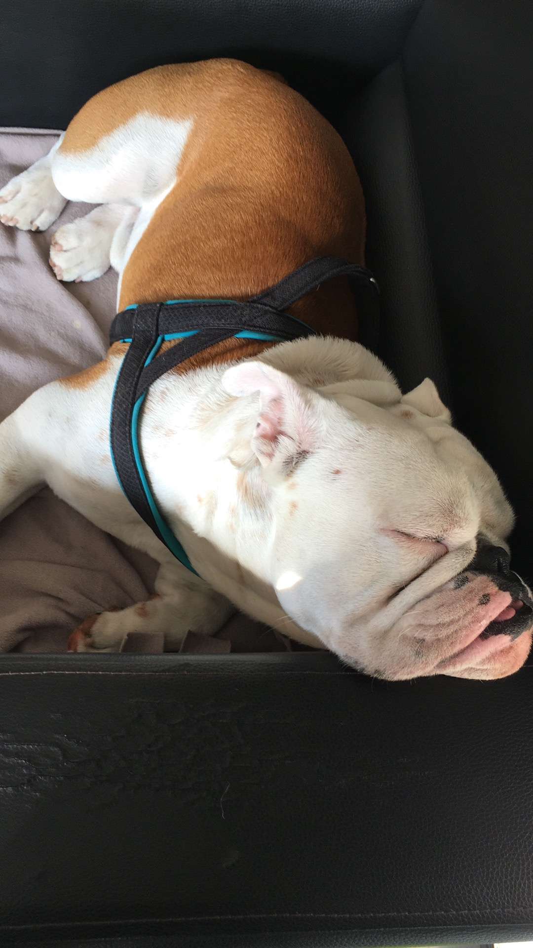 BAD CAR DETAiLiNG CENTER | Bağdat Caddesi Altayçeşme Mahallesi No:339/1, Maltepe/İstanbul | +90 532 214 80 80