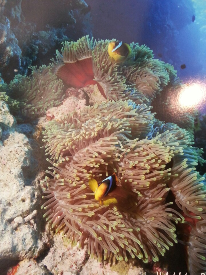 Kuzeyege Dalış Merkezi | Büyükdere Caddesi 102, 34394 Besiktas/İstanbul | +90 212 288 42 21