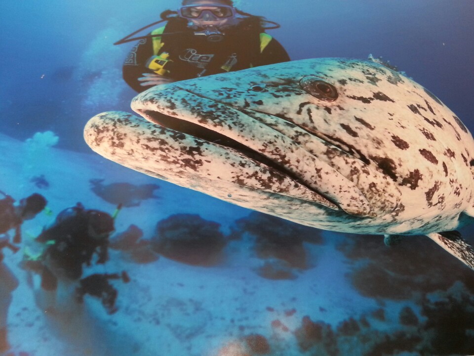 Kuzeyege Dalış Merkezi | Büyükdere Caddesi 102, 34394 Besiktas/İstanbul | +90 212 288 42 21