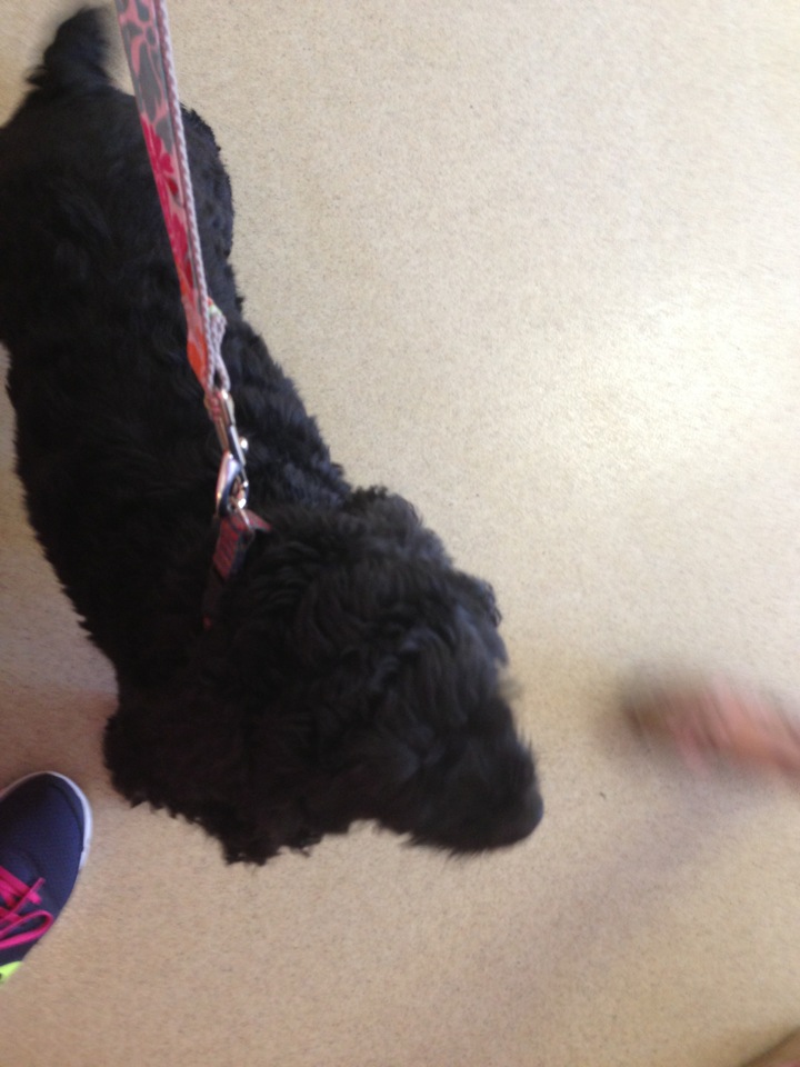 Companion Animal Hospital 2010 Denison St Denton Tx 76201