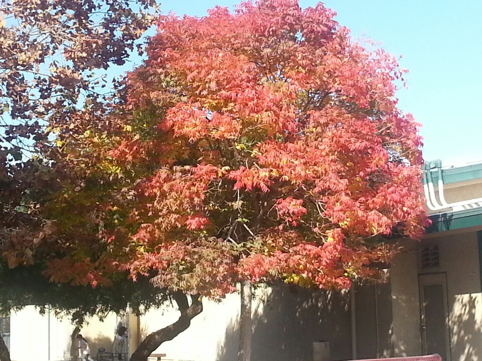 Clyde Arbuckle Elementary School 1970 Cinderella Ln, San Jose, CA, 95116