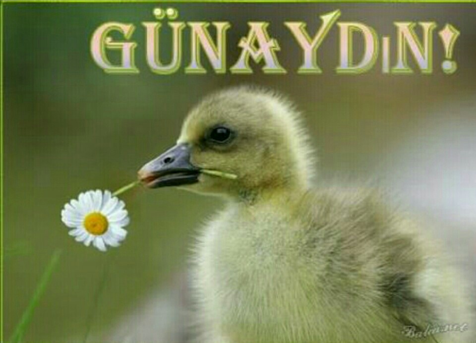 Köseoğlu Akkükürt Limited Şti | Atalar Mahallesi Yenice, 33100 Mersin/tarsus | +90 324 454 14 12