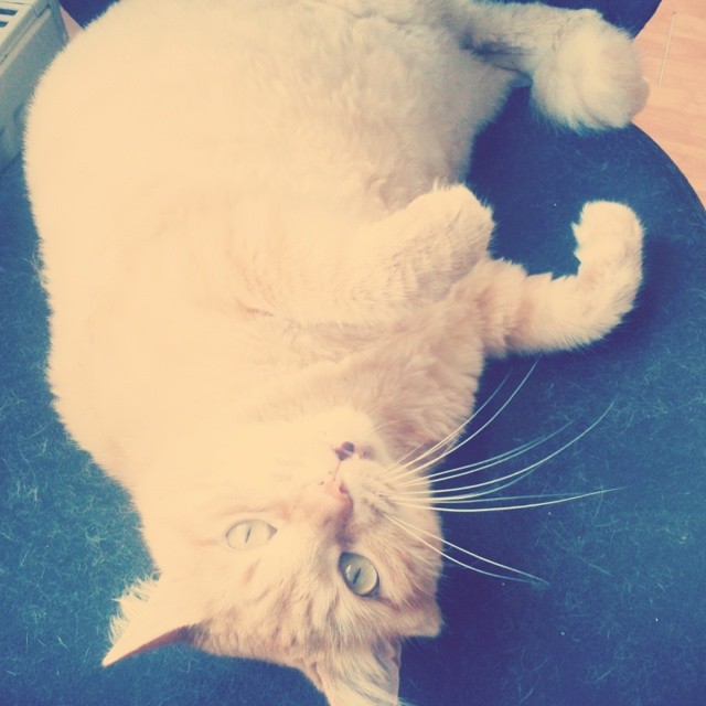 7Gates Interactive Technologies | Etiler, Besiktas/İstanbul | +90 212 351 70 65