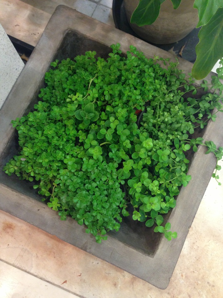 Soho & Noho | 서울 영등포구 의사당대로 108 | +82 2-784-7258