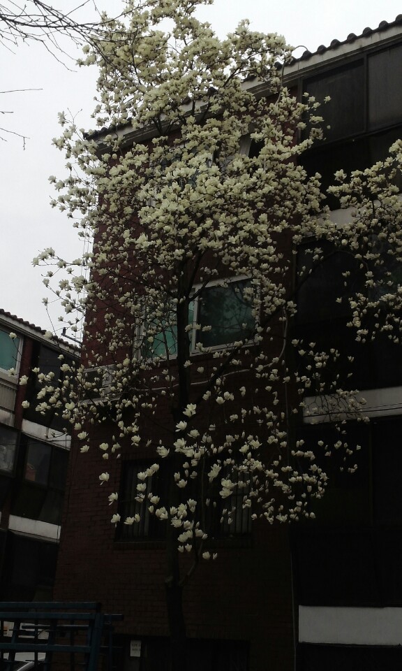 Fork Fork Diner | 서울 마포구 어울마당로 17-1 | +82 2-517-5868