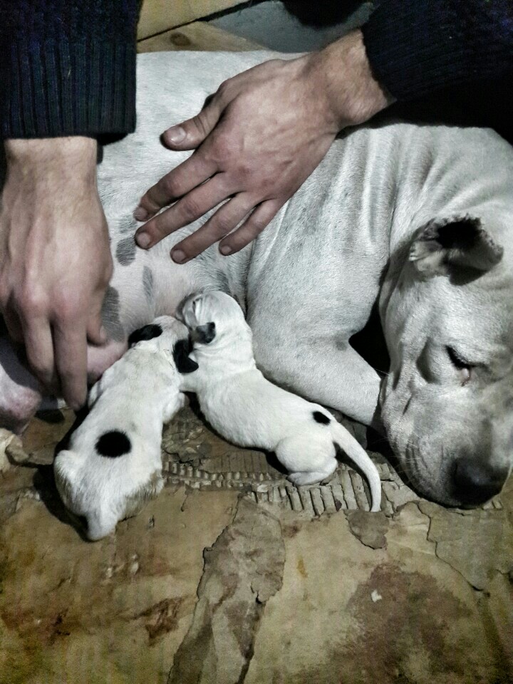 Korukcu Automotive Paint Services | Atasehir/İstanbul | +90 538 258 28 27