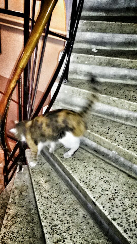 İstanbul 25. Noterliği | Akşemsettin Akdeniz Caddesi, 34080 Fatih/İstanbul | +90 212 621 67 37