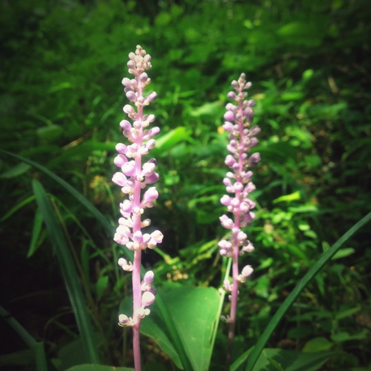 선암사 (仙巖寺) | 부산광역시 부산진구 백양산로 138 | +82 51-803-7573