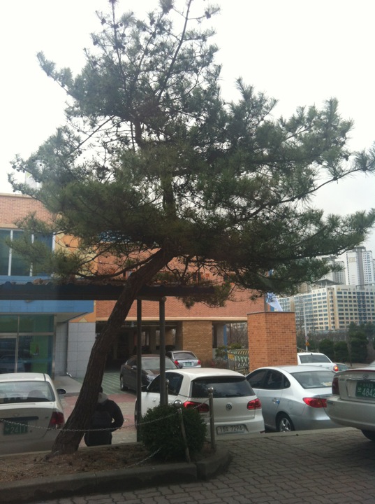 정자중학교 | 경기도 성남시 분당구 황새울로 60 | +82 31-784-6705